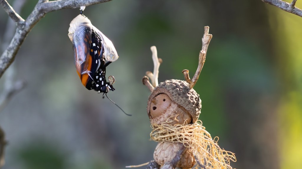 An Inspiring Career: Becorns by David&nbsp;Bird