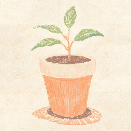 I Killed All of My&nbsp;Plants